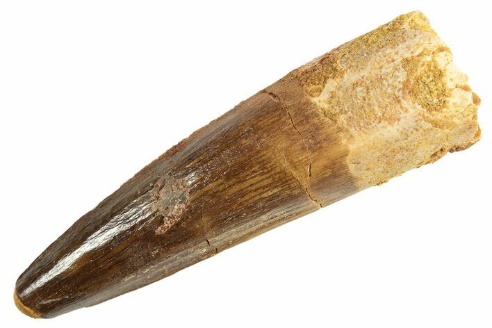 Fossil Spinosaurus Tooth - Real Dinosaur Tooth #344358
